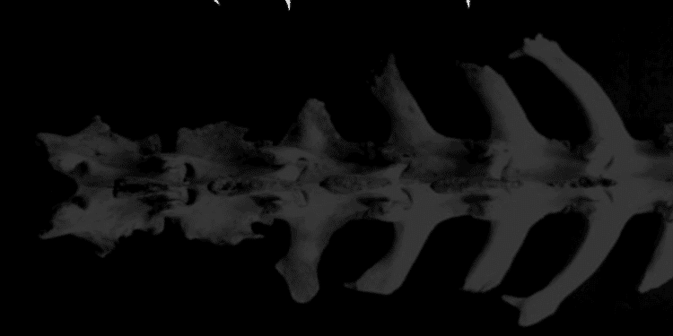 IRON WINGS – Dzejnieks