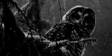 STRIX – Strix
