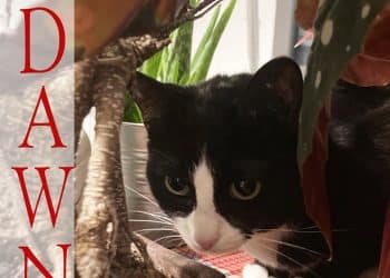 Edoardo Baroni, in uscita il nuovo album in studio