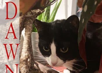 EDOARDO BARONI – Dawn