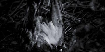 IF I DIE TODAY – The Abyss in Silence