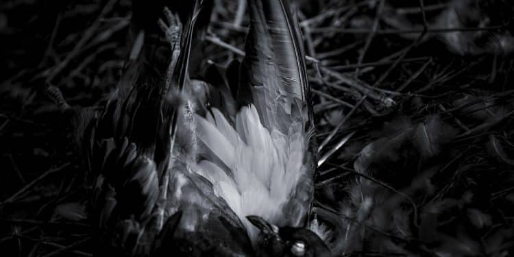 IF I DIE TODAY – The Abyss in Silence