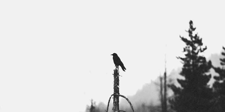 Gli ETERNAL WHITE TREES svelano copertina e dettagli dell’album