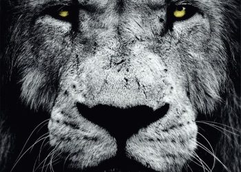 REDLIGHT KING – In Our Blood