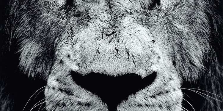 REDLIGHT KING – In Our Blood