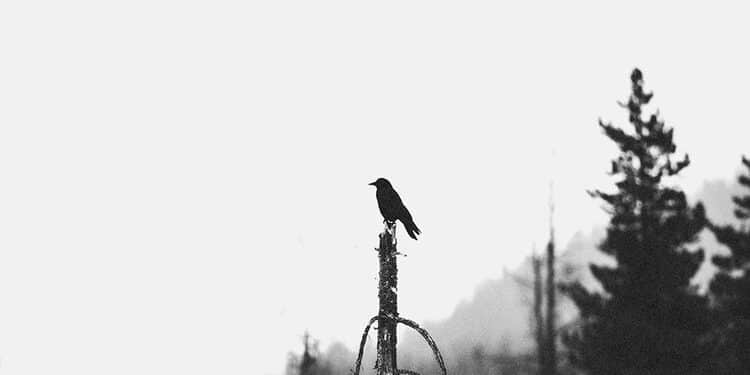 ETERNAL WHITE TREES – The summer that will not come